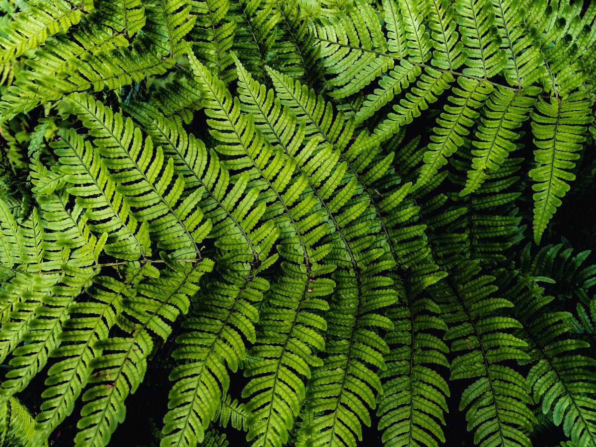 Best Ferns for a North-Facing UK Garden: 8 Shade-Loving Species