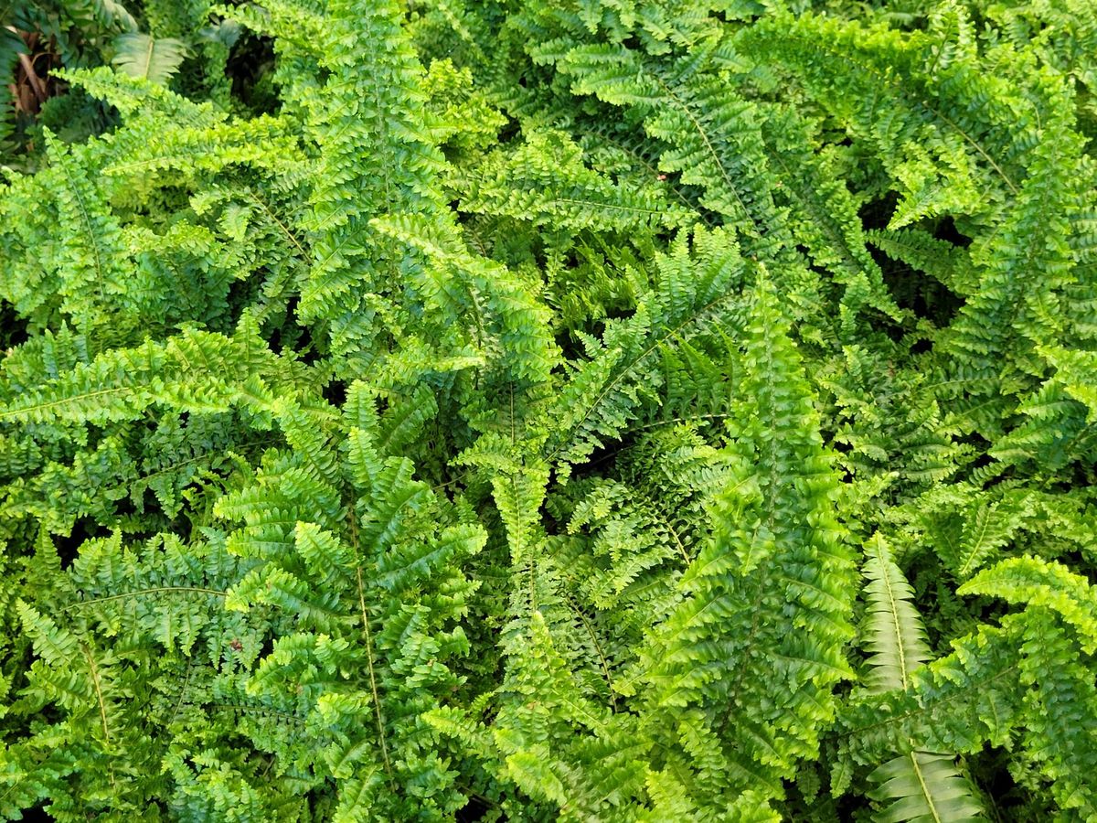 Boston Fern vs Maidenhair Fern: Which Suits a Beginner in the UK?