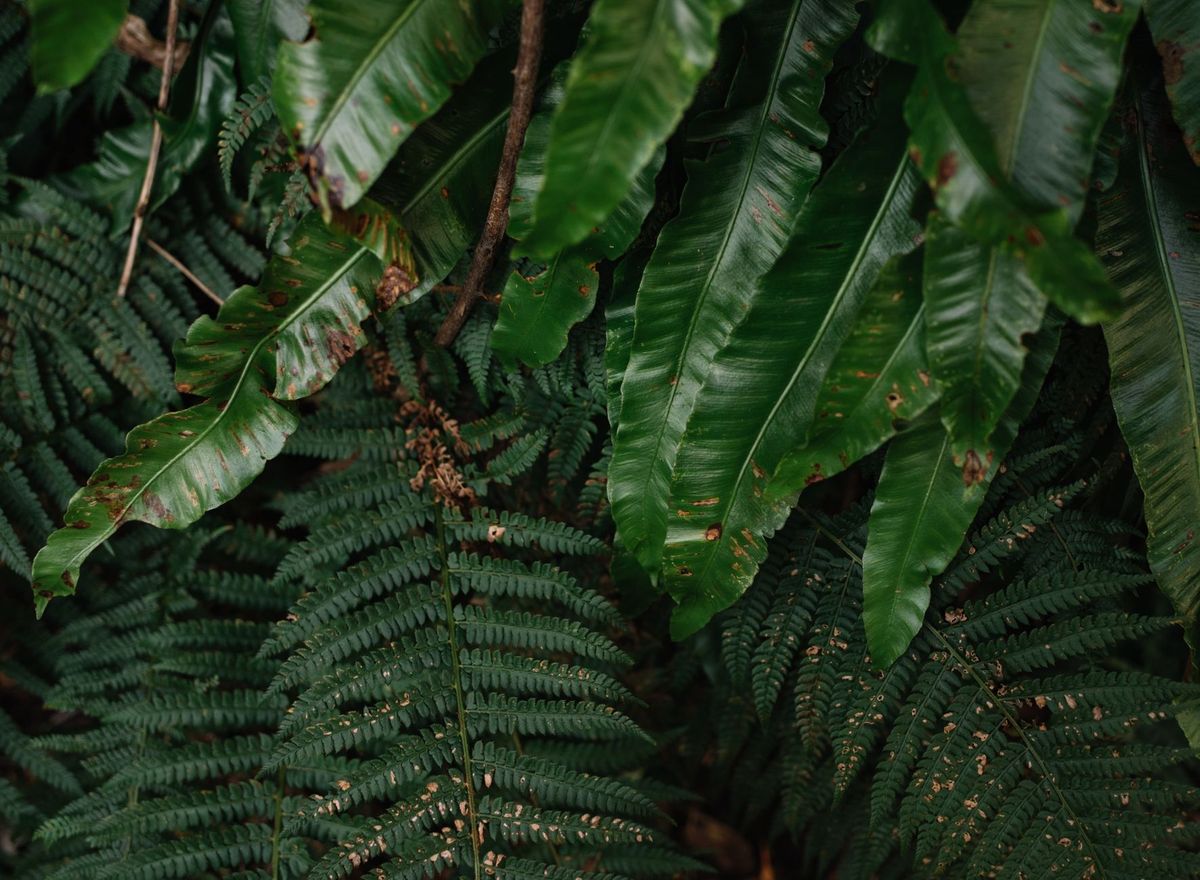Five Fern Placement Mistakes That Cause Crispy Fronds