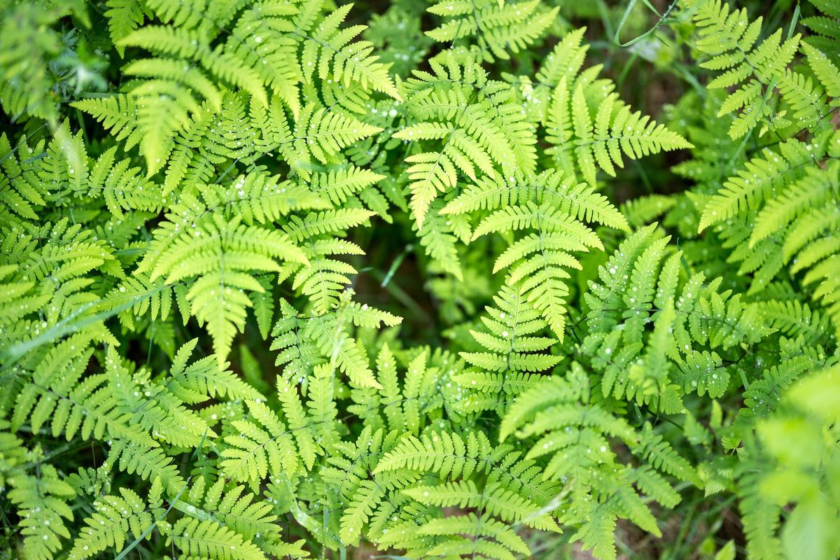 How to Water Indoor Ferns in a UK Home Without Causing Root Rot