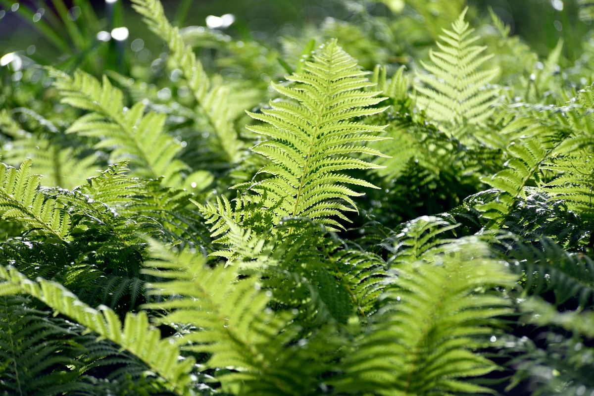 Seasonal Fern Care Calendar for the UK: Monthly Jobs from Spring to Winter