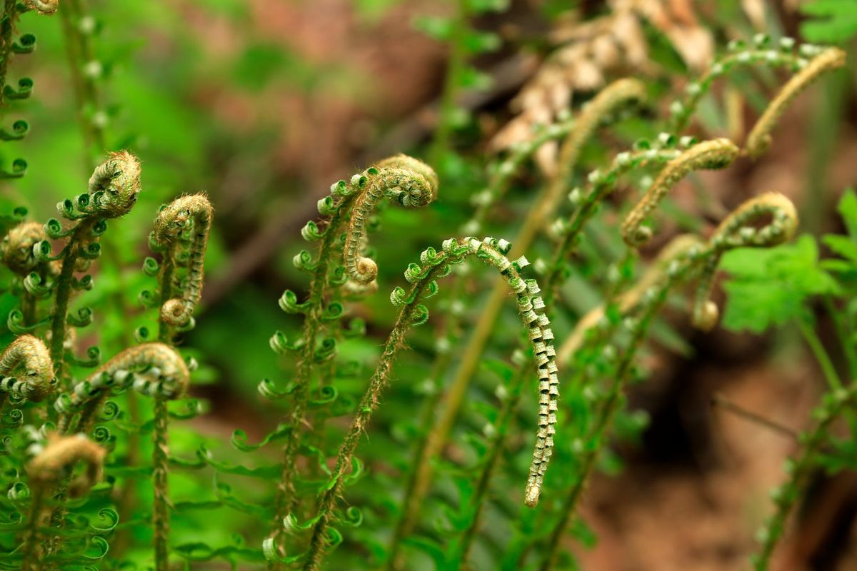 Sowing Fern Spores Indoors: A Patience-Testing Propagation Guide