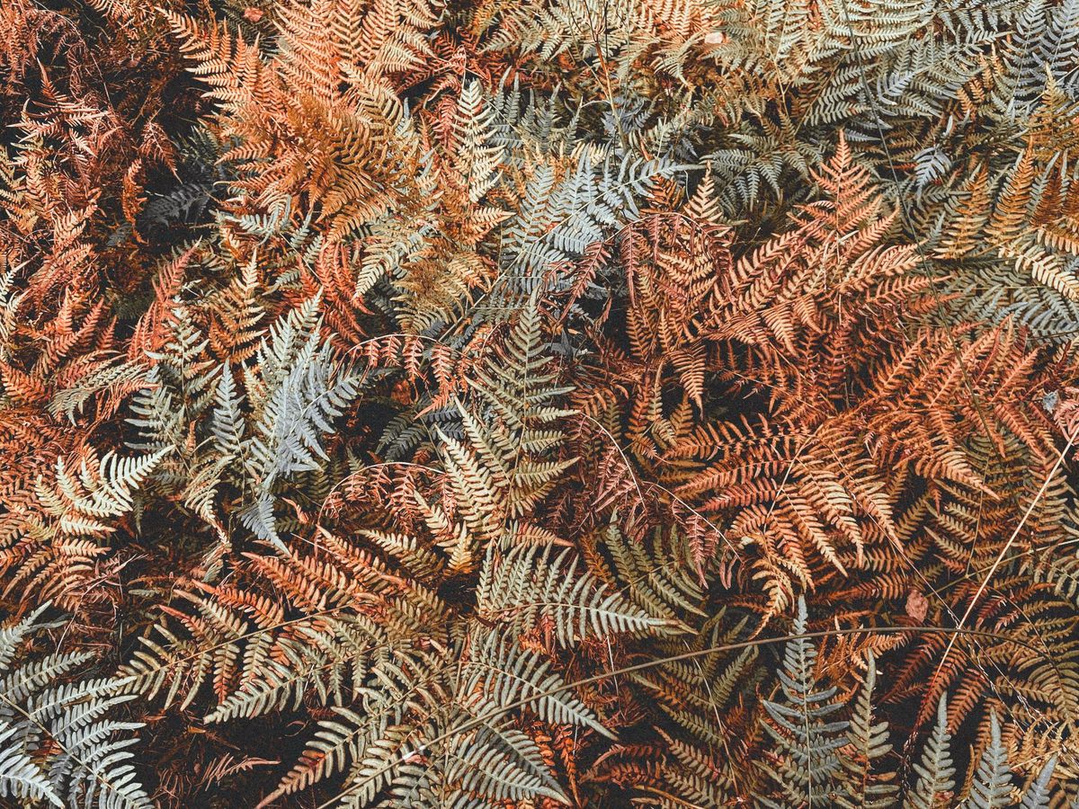 Why Fern Leaf Tips Turn Brown: Common Causes and Fixes for UK Homes
